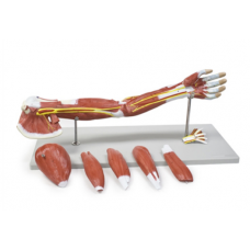 MUSCLE OF THE HUMAN ARM 7 PARTS